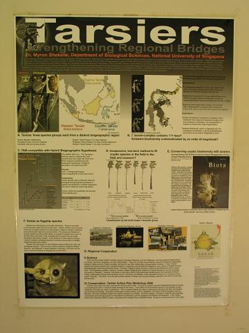 5.Tagesausflug, Tarsier 383.JPG